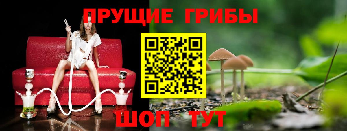 Менделеевск  Галлюциногенные грибы Cubensis  цена   Вход с VPN  Псилоцибиновые грибы GOLDEN TEACHER 